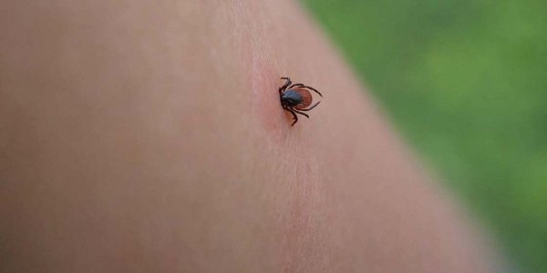 Klopni meningoencefalitis in lymska oziroma lajmska borelioza: pred odhodom v naravo se zaščitite, da vam vbod okuženega klopa ne ohromi življenja
