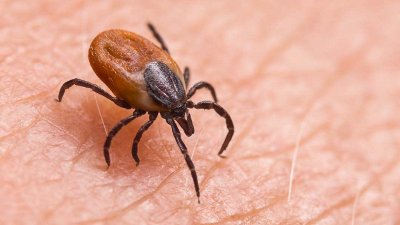 Klopni meningoencefalitis: »Pri nekaterih, ki zbolijo po vbodu okuženega klopa, so posledice grozljive«